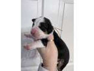 Bernese Mountain Dog Puppy for sale in Geneva, OH, USA
