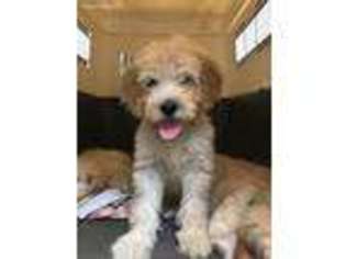 Goldendoodle Puppy for sale in Ethridge, TN, USA