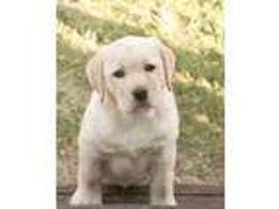 Labrador Retriever Puppy for sale in Westerville, OH, USA