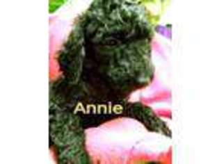 Goldendoodle Puppy for sale in Newport, NH, USA