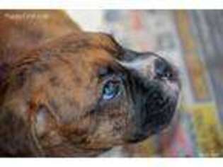 Boxer Puppy for sale in Queensbury, NY, USA
