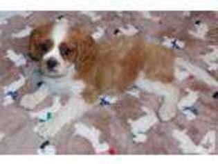 Cavalier King Charles Spaniel Puppy for sale in SAINT CHARLES, MI, USA