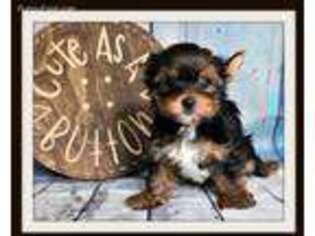 Yorkshire Terrier Puppy for sale in Rigby, ID, USA