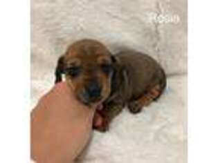 Dachshund Puppy for sale in Rocky Comfort, MO, USA