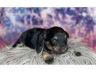 Mutt Puppy for sale in Hammond, LA, USA