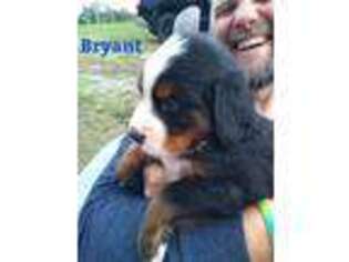 Bernese Mountain Dog Puppy for sale in Conway, AR, USA