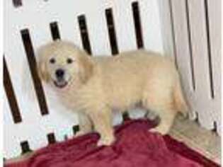 Golden Retriever Puppy for sale in Lancaster, OH, USA