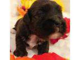 Havanese Puppy for sale in Huron, SD, USA