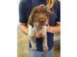 German Wirehaired Pointer Puppy for sale in Yadkinville, NC, USA