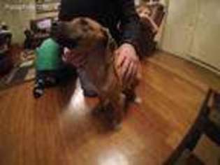 Rhodesian Ridgeback Puppy for sale in Defiance, OH, USA