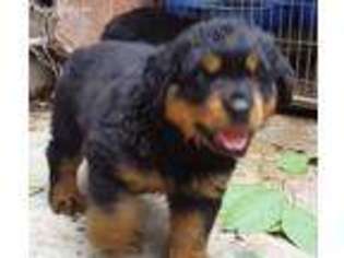 Rottweiler Puppy for sale in South Ozone Park, NY, USA