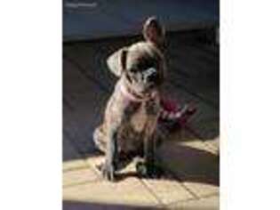 French Bulldog Puppy for sale in Mission Viejo, CA, USA