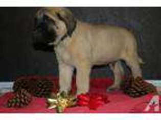 Mastiff Puppy for sale in STANWOOD, WA, USA
