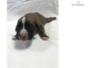 Boxer Puppy for sale in Atlanta, GA, USA