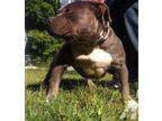 American Pit Bull Terrier Puppy for sale in FARMINGVILLE, NY, USA