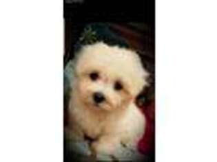 Maltese Puppy for sale in Center Ridge, AR, USA