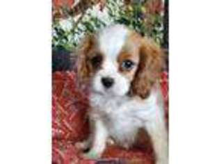 Cavalier King Charles Spaniel Puppy for sale in Grant City, MO, USA