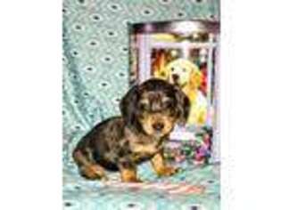 Dachshund Puppy for sale in Stilwell, OK, USA