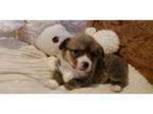 Pembroke Welsh Corgi Puppy for sale in Falkville, AL, USA