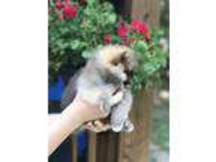 Pomeranian Puppy for sale in Callahan, FL, USA
