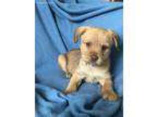 Chorkie Puppy for sale in Apple Valley, CA, USA