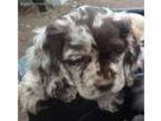 Mutt Puppy for sale in Weedsport, NY, USA