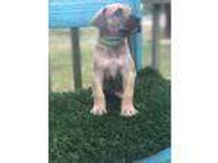 Great Dane Puppy for sale in Maryville, MO, USA