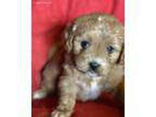 Cavapoo Puppy for sale in Norway, MI, USA
