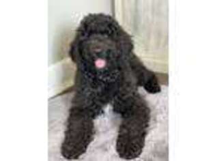 Saint Berdoodle Puppy for sale in Hillsboro, OR, USA
