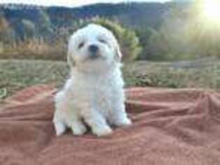 Bichon Frise Puppy for sale in Free Union, VA, USA