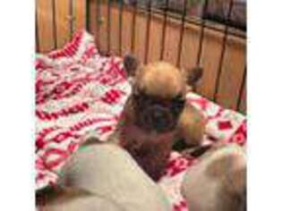 French Bulldog Puppy for sale in Deer Park, WA, USA