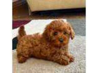Cavapoo Puppy for sale in Nappanee, IN, USA
