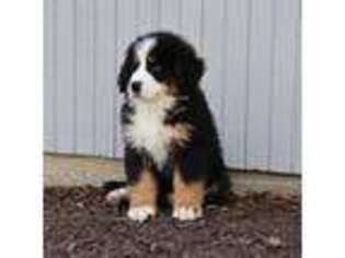 Bernese Mountain Dog Puppy for sale in Wellman, IA, USA