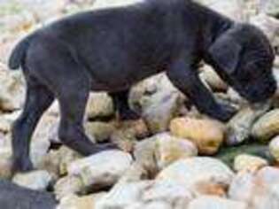 Cane Corso Puppy for sale in Bethlehem, PA, USA