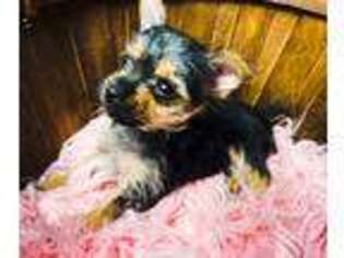 Yorkshire Terrier Puppy for sale in Seven Springs, NC, USA