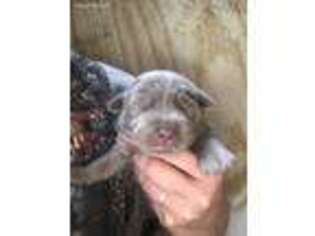 Labrador Retriever Puppy for sale in Gravel Switch, KY, USA