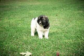 Newfoundland Puppy for sale in Bellingham, WA, USA