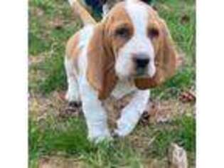 Basset Hound Puppy for sale in Manorville, NY, USA
