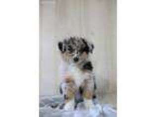 Australian Shepherd Puppy for sale in Baltic, OH, USA