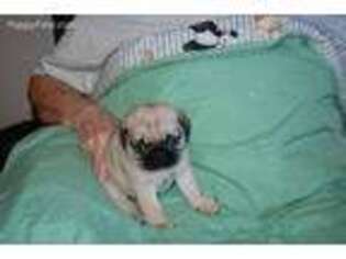 Pug Puppy for sale in Neosho, MO, USA