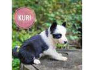 Mutt Puppy for sale in Newport, VT, USA