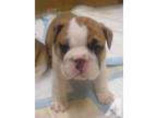 Bulldog Puppy for sale in HOLLY RIDGE, NC, USA