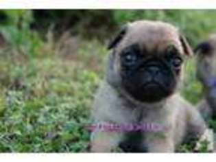 Pug Puppy for sale in BLANCO, TX, USA