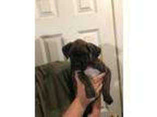 Boxer Puppy for sale in Hubbardston, MA, USA