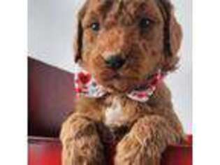 Goldendoodle Puppy for sale in Galt, MO, USA