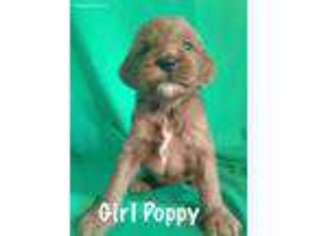 Goldendoodle Puppy for sale in Seminole, OK, USA