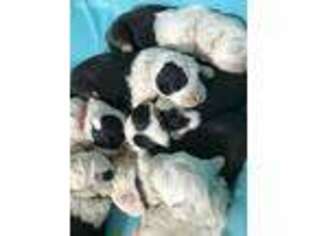 Old English Sheepdog Puppy for sale in Pekin, IN, USA