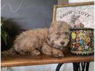 Goldendoodle Puppy for sale in Belleview, FL, USA
