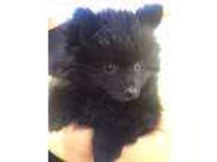 Pomeranian Puppy for sale in Safford, AZ, USA