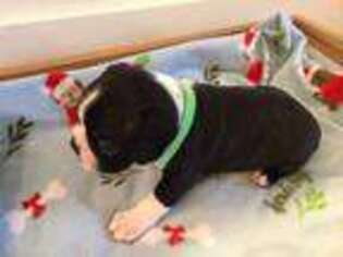 Boston Terrier Puppy for sale in Norwalk, OH, USA